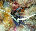 Painted Lobster & Nudibranch